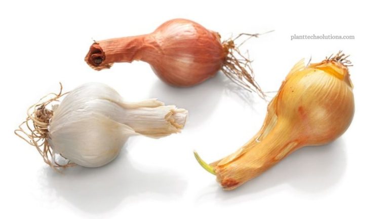 Genetically Modified Crops